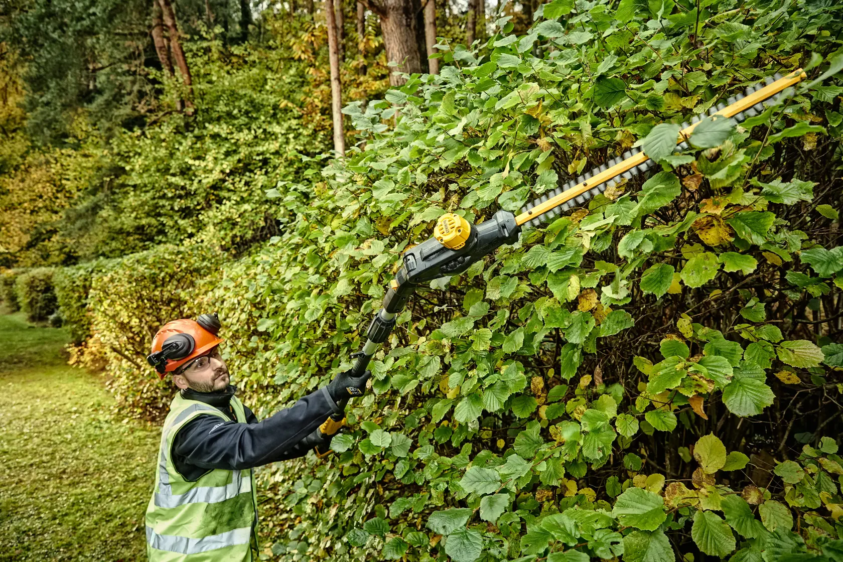 Person trims tall hedge using DEWALT DCMPH566N cordless pole hedge trimmer outdoors.